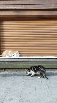 ISTANBUL, TURKEY - 07 MAY 2026: A stroll through the old streets of Istanbul with a view of the Bosphorus. Beautiful narrow streets with a rich cultural heritage. Editorial.