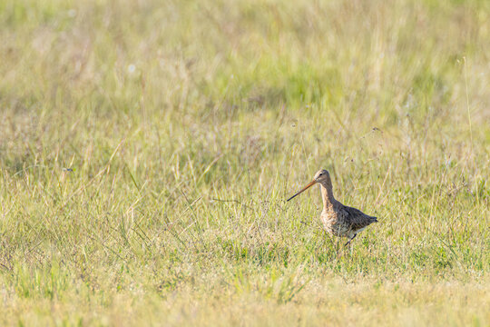 Uferschnepfe im Gras