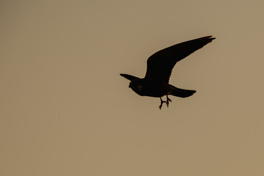 Wanderfalke im Sonnenuntergang