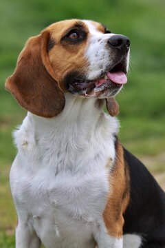 Beagle