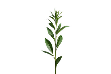 Obraz premium Tall slender leafy green branch isolated on transparent background