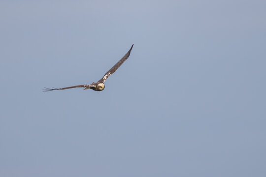 Rohrweihe im Flug