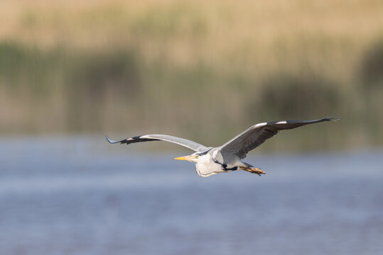 Graureiher im Flug