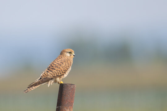 Turmfalke auf Pfosten