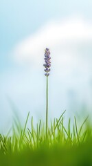 Fototapeta premium Minimalist lavender flower in grass, soft pastel mobile wallpaper