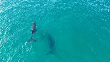 Naklejka premium Aerial View of Two Humpback Whales Swimming in Turquoise Ocean Water