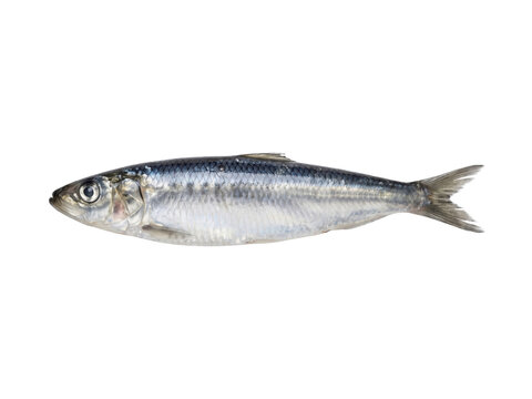 Sardine fish isolated on transparent background