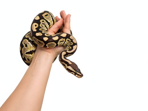 Person holding a ball python snake on white background