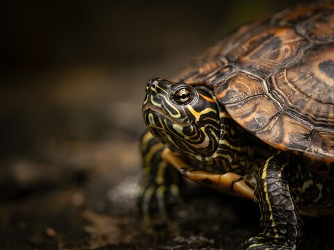 Close-up of a red-eared slider turtle for wildlife photography and nature concepts, dark background