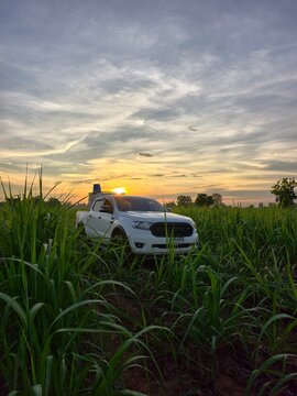 Khu Mueang, Thailand &ndash; August 08, 2026: pickup truck Ford Ranger, Transporting tanks organic fertilizer in sugarcane field dramatic sunset. agricultural transport concept Drought and plant diseases.