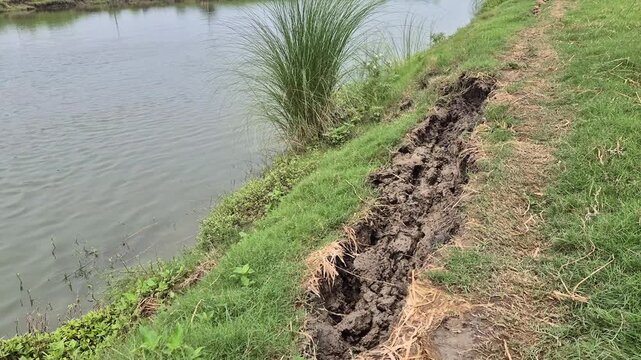 Pond Bank Soil Erosion And Collapsed Embankment Caused By Water Waves