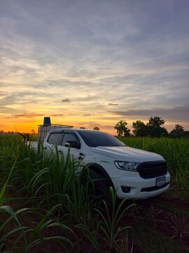 Khu Mueang, Thailand &ndash; August 08, 2026: pickup truck Ford Ranger, Transporting tanks organic fertilizer in sugarcane field dramatic sunset. agricultural transport concept Drought and plant diseases.