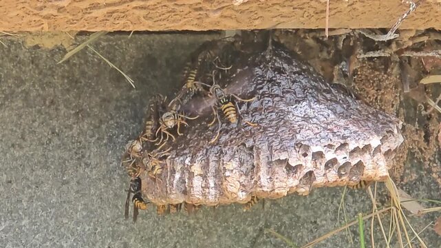 Paper wasps fanning wings to cool down larvae on paper nest, 4K macro video #001


