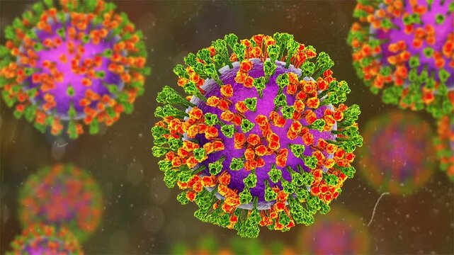 Parainfluenza viruses, 3D animation showing enveloped virions with surface glycoprotein spikes and helical nucleocapsid structure typical of Paramyxoviridae.