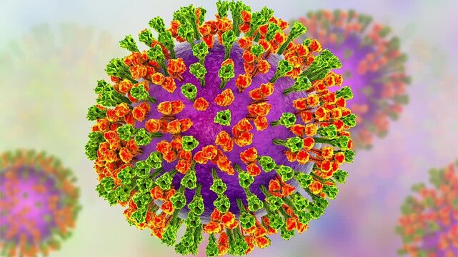 Parainfluenza viruses, 3D animation showing enveloped virions with surface glycoprotein spikes and helical nucleocapsid structure typical of Paramyxoviridae.