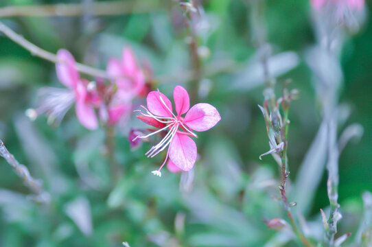 Butterfly Gaura, Gaura lindheimeri Engelm and A Gray or ONAGRACEAE or Siskiyou Pink or Gaura or Wandflower or pink flower
