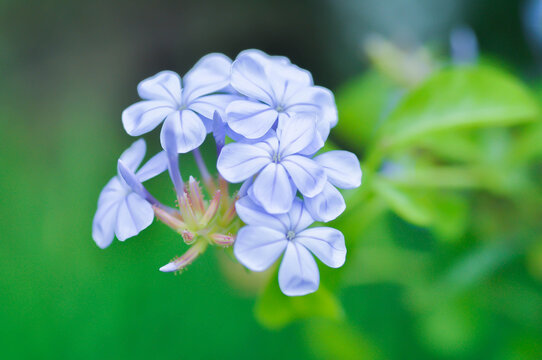 cape leadwort, PLUMBAGINACEAE or Plumbago auriculata Lam or blue flower