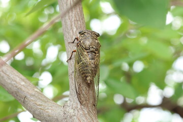 Fototapeta premium Bear Cicada or Black Giant Cicada (Cryptotympana facialis) in Osaka, Japan