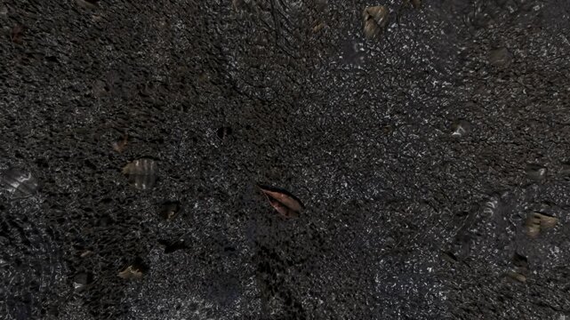Wet Muddy Mangrove Ground Surface with Fallen Leaf Texture Loop Motion Graphic
