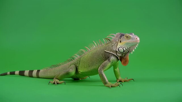 Green Iguana walking across a vibrant green screen background with subtle camera movement