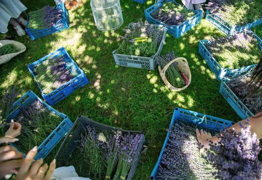 Lavender bundles are being gathered and packed into crates by several people on a grassy field. The image captures the active participation and organization during the lavender harvest