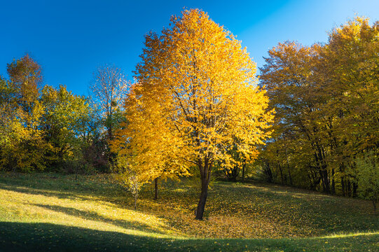 Golden Autumn Tree in a Sunny Forest Meadow