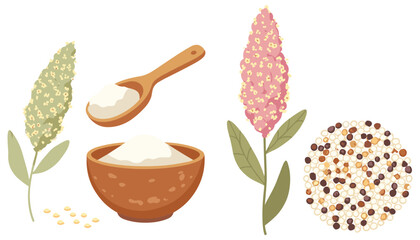 Fototapeta premium Quinoa grains flat vector illustration set. Plant stalks, a powder bowl, wooden spoon, and loose seeds show an organic healthy food collection.