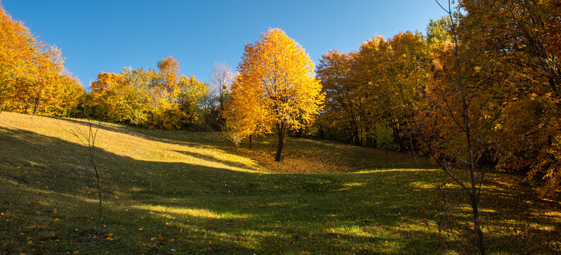 Golden Autumn Tree in a Sunny Forest Meadow
