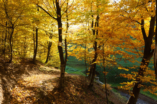 Scenic Autumn Path Through a Golden Beech Forest