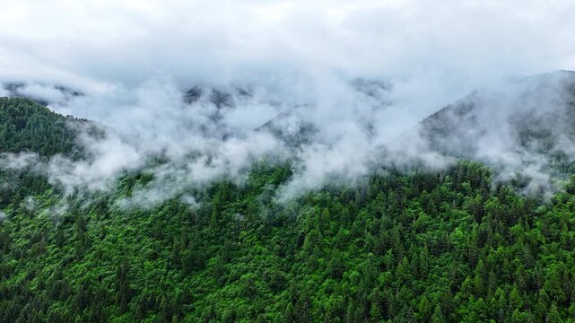 Aerial view of the summer landscape in Shuangqiao Valley Scenic Area of Mount Siguniang, Aba Prefecture, Sichuan, China, with mist-shrouded mountains