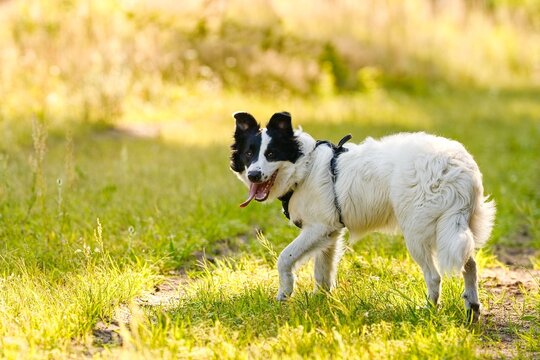 Młody pies rasy Border Collie na spacerze w lesie