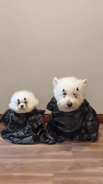 Two adorable dogs dressed in creative black trash bag costumes with clown makeup look directly at the camera