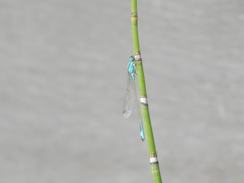 Petite demoiselle bleue accroch&eacute;e &agrave; une tige verticale de pr&ecirc;le verte, photographi&eacute;e sur un arri&egrave;re-plan gris uniforme et flou.