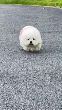 A cute fluffy Bichon Frise puppy running happily towards the camera in a park