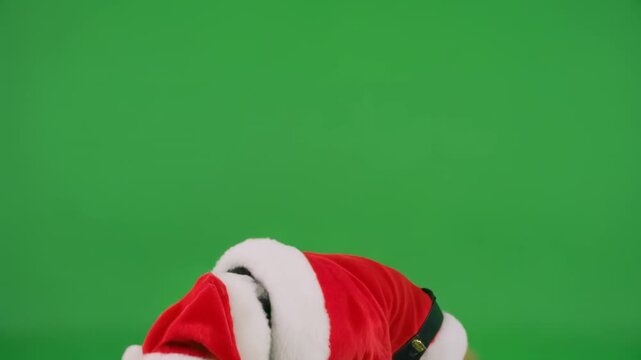Beagle dog in Santa costume howling happily against a green screen during Christmas season