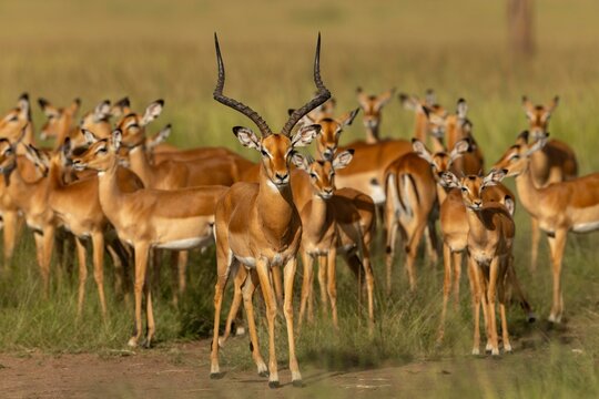 group of impala