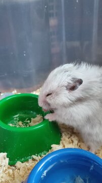 White hamster eating from a green bowl with a blue dish nearby in a cage vertical