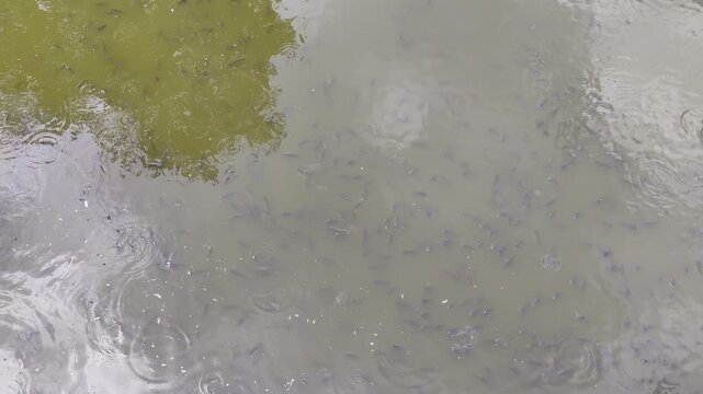 Top view of many small fish swimming in murky green water with rain ripples