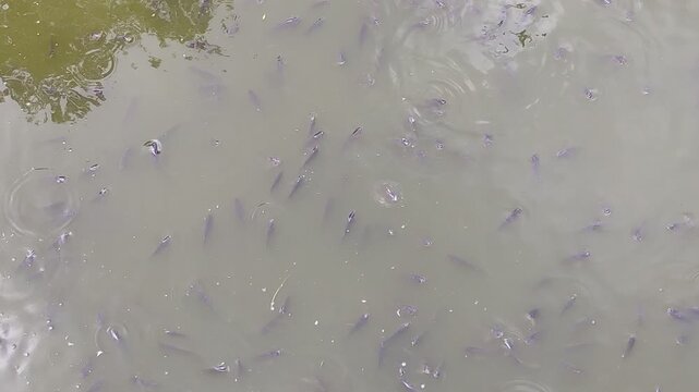 Large school of tiny fish swimming in shallow murky water top view