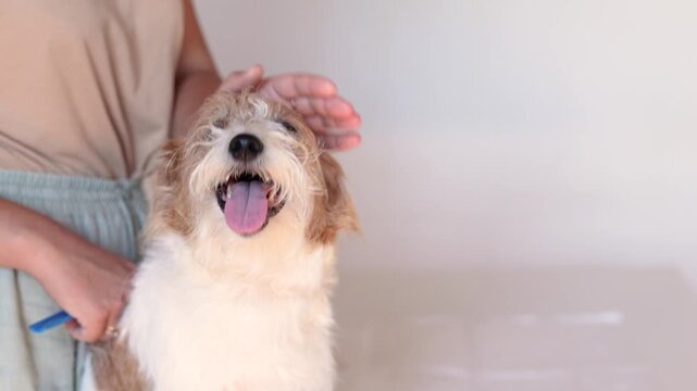 Slow motion shows hand stripping rough coated Jack Russell terrier at home. Relaxed dog yawns calmly while trusting owner during gentle grooming.