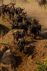 wildbeest © KENNEDY