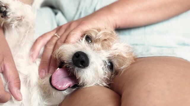 Close up video shows Jack Russell face with relaxed eyes during gentle petting. Calm expression reveals trust and affection.