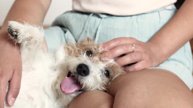Wirehaired Jack Russell enjoys relaxing moment with owner during slow motion scene. Natural home setting shows close connection.