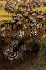 zebras in the serengeti tanzania © KENNEDY