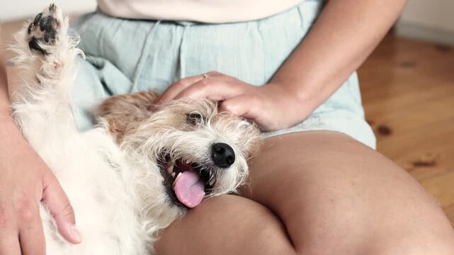 Indoor lifestyle footage shows owner comforting Jack Russell with soft touch. Relaxed pet behavior creates warm family atmosphere.