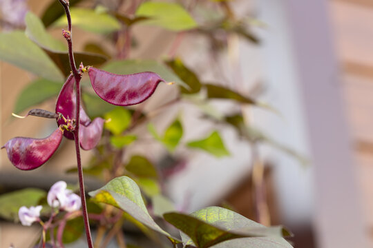Purple seed pods on climbing vine in macro close-up, mature and calm