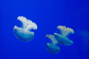 Underwater photography of a group of jellyfish © Rojo