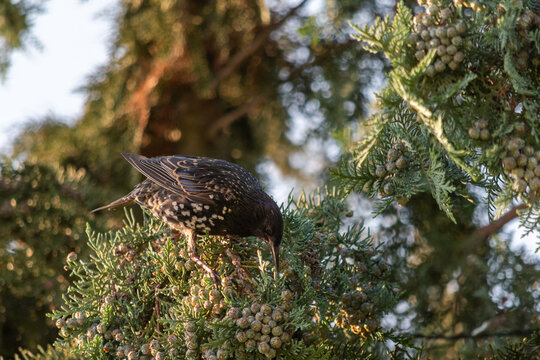 European blackbird feeding on thuja seeds in soft morning sunlight