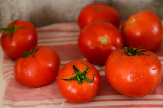 Freshly harvested tomatoes arranged on a striped cloth in natural light, showcasing vibrant red colo