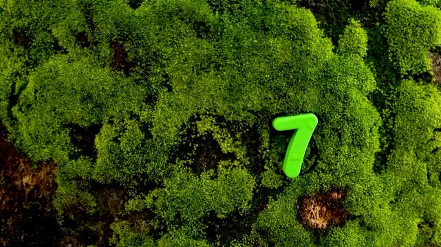 Bright lime green number seven fixed on thick mossy tree bark moss nature forest digit outdoor